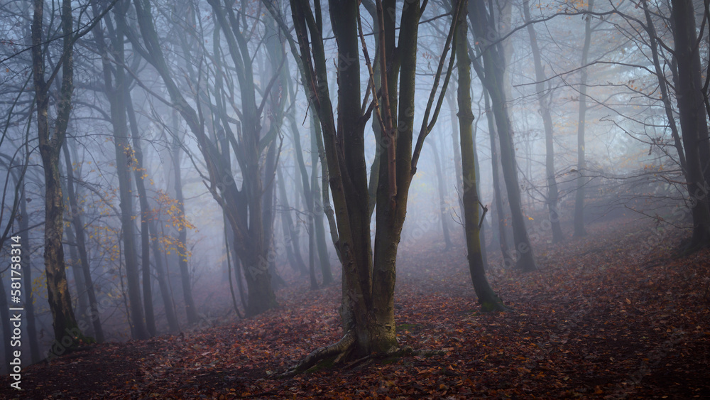 Spooky autumnal wood Scotland