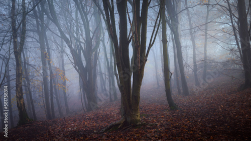 Spooky autumnal wood Scotland