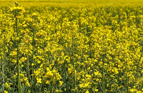 field of yellow rapeseed flowers.