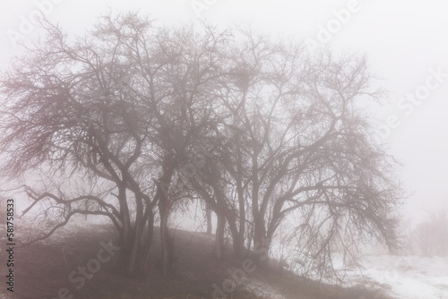 trees in the fog © KAIRZHAN