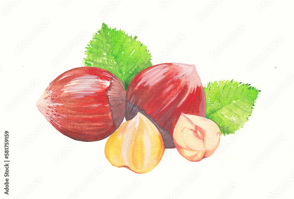 Hazelnuts watercolor drawing, peeled and in shell with two green leaves