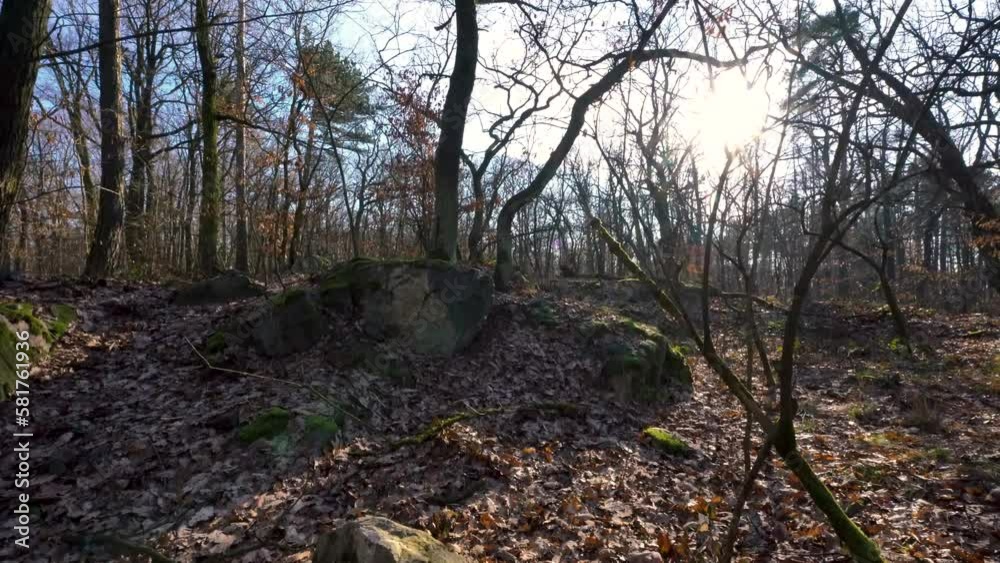 Sunny deciduous forest after fall with mossy rocks and boulders, dolly in Sunny deciduous forest after fall with mossy rocks and boulders, dolly in