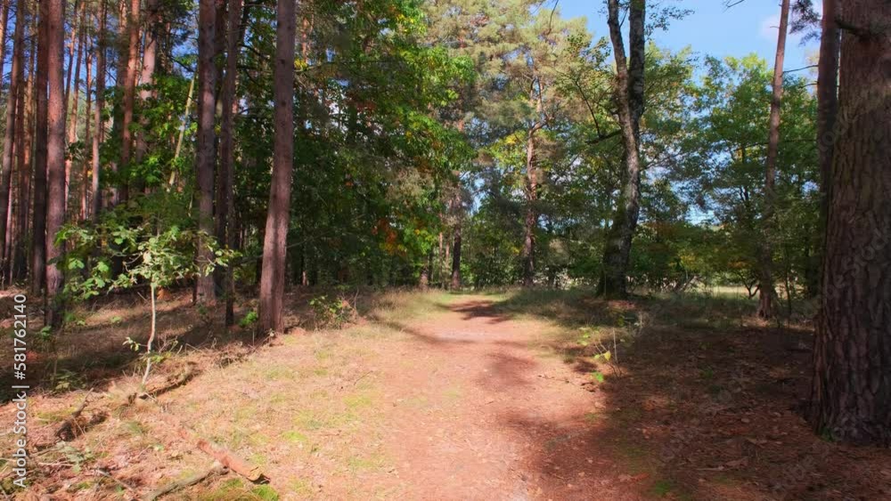 Virtual forest walk. POV shot on a gimbal. Sunny day, early autumn stroll. Natural background with sun rays shining through trees. 4K resolution Virtual forest walk. POV shot on a gimbal. Sunny day, early autumn stroll. Natural background with sun rays shining through trees. 4K resolution