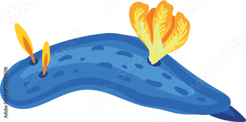 Dorid nudibranch isolated on white background.