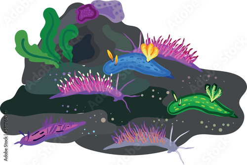 Aeolid nudibranchs and dorid nudibranchs.