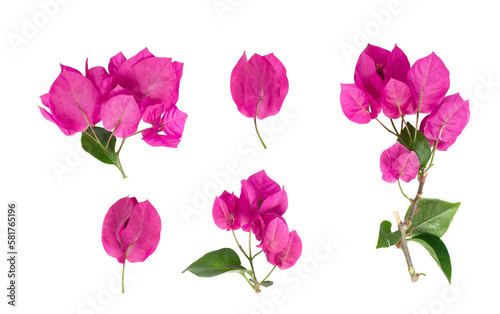 Foto Blooming branch, flowers and inflorescence of bougainvillea isolated on white background