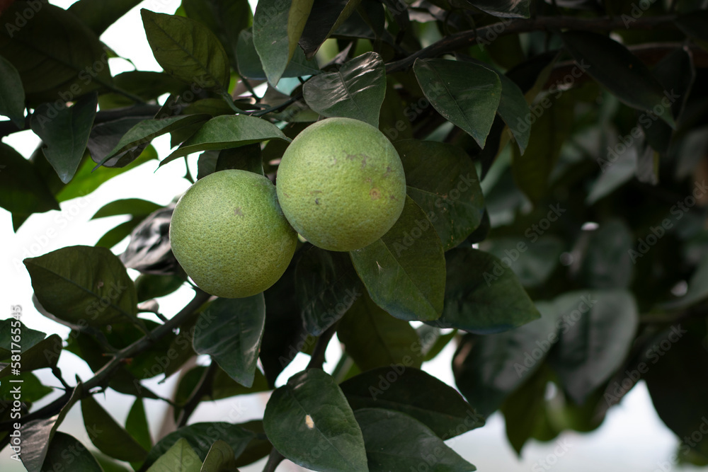 Green oranges on a stalk