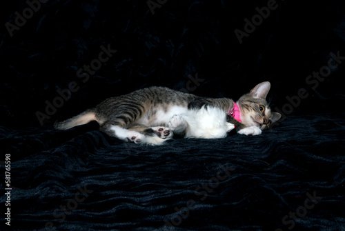 A female Gray tabby cat playing around