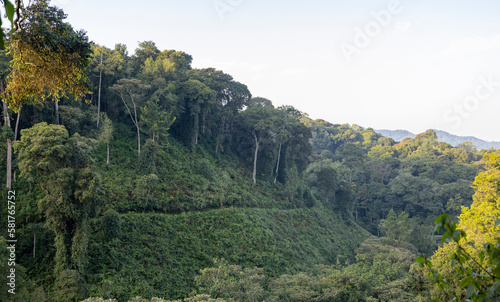 Views over Nyungwe National park in Rwanda photo
