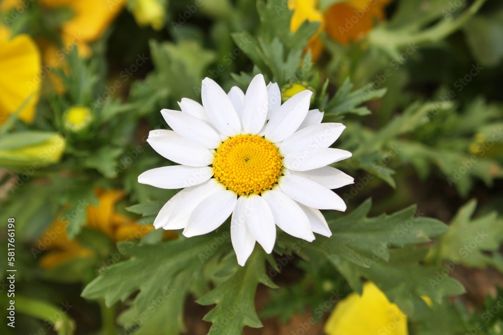 Fototapeta premium white daisy flower