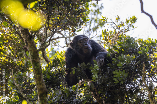 Chimpanzee sitting in a tree in natural habitat within the volcanic central Africa region photo