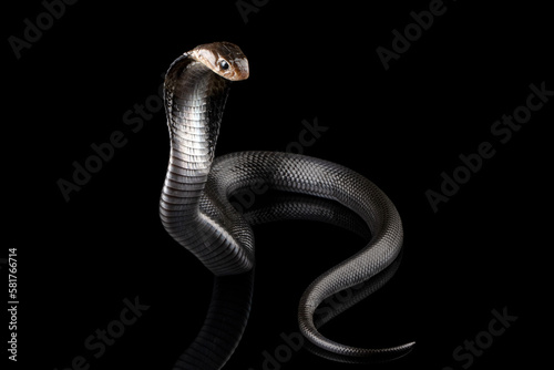 Naja sputatrix closeup on isolated background, Javanese cobra snake closeup in a defensive position photo