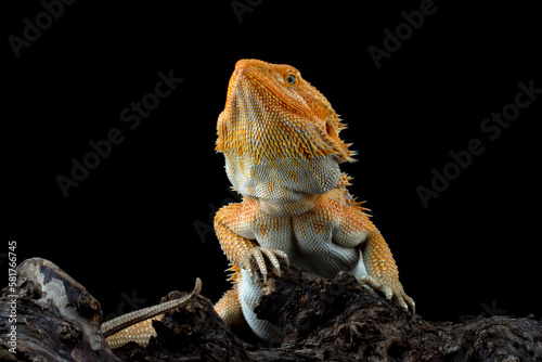 Bearded Dragon Hypo closeup on isolated background
