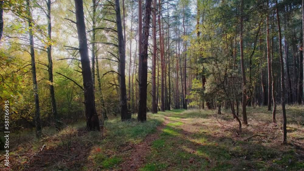 Virtual forest walk. POV shot on a gimbal. Sunny day, early autumn stroll. Natural background with sun rays shining through trees. 4K resolution Virtual forest walk. POV shot on a gimbal. Sunny day, early autumn stroll. Natural background with sun rays shining through trees. 4K resolution