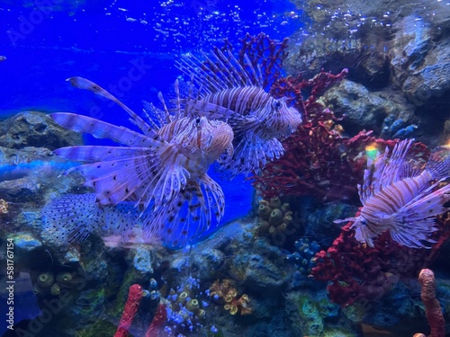 coral reef in aquarium © Andreas
