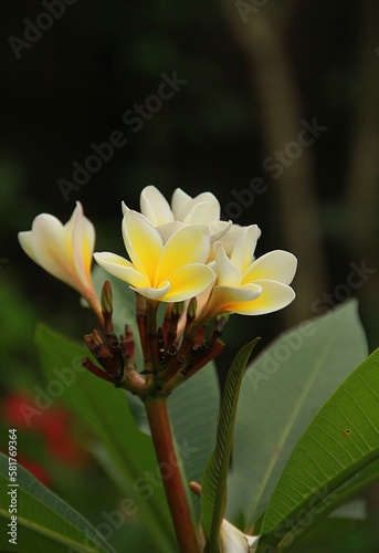 a beautiful yellow flower is blooming