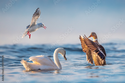 Seagulls, swans, water ducks floating in a sea water at sunrise © ValentinValkov