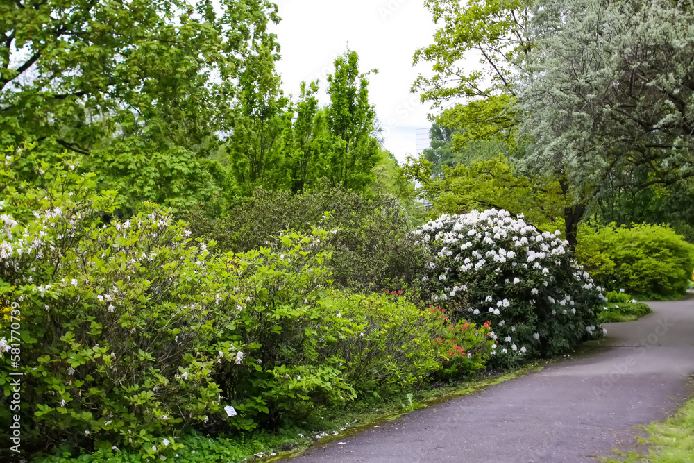 Blooming magnolia tree in spring park. Springtime in nature.