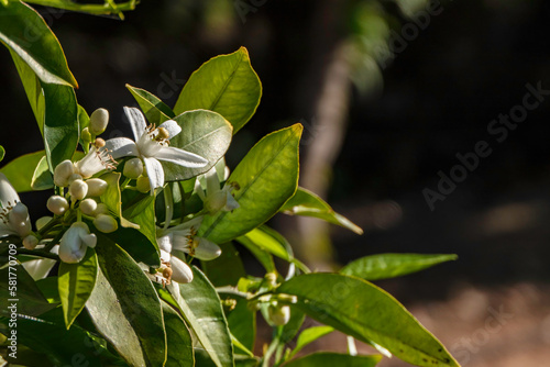 Delicate flowers of a blossoming orange tree close-up on a blurred background of green foliage
