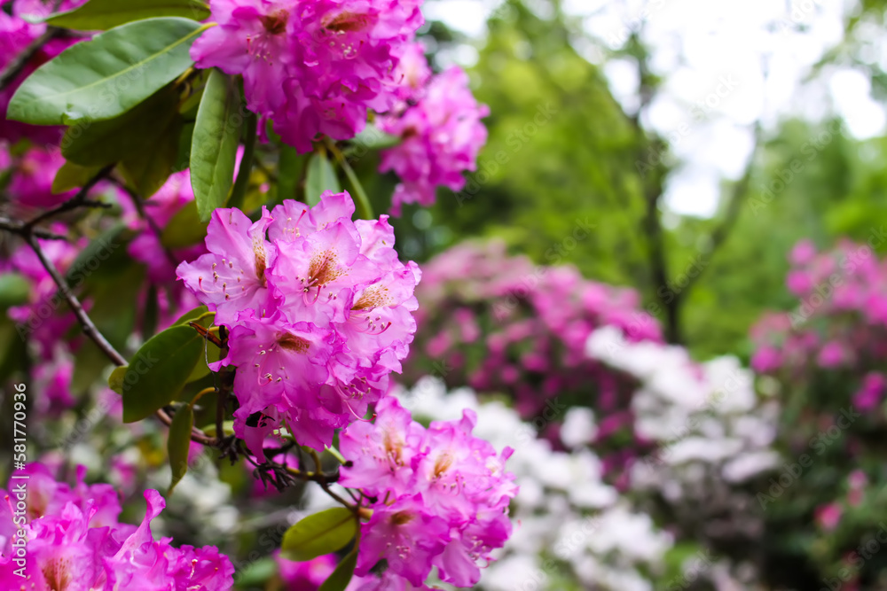 Obraz premium Blooming magnolia tree in spring park. Springtime in nature.