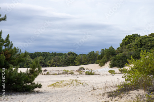 Dunes and trees at Balneario Atlantico beach, Arroio do Sal, Rio Grande do Sul, Brazil