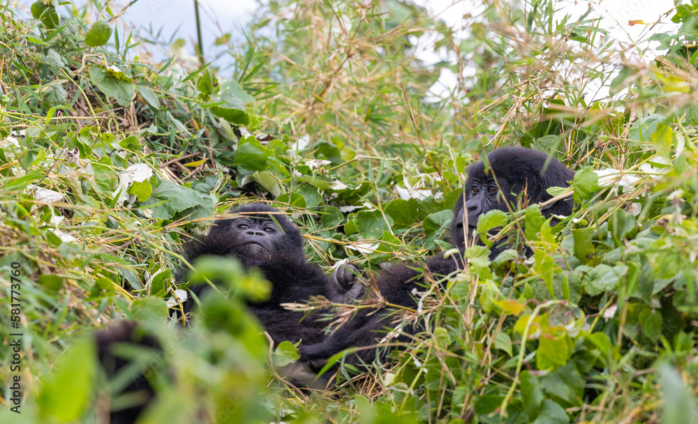 Juvenile gorillas playing in their natural habitat Juvenile gorillas playing in their natural habitat