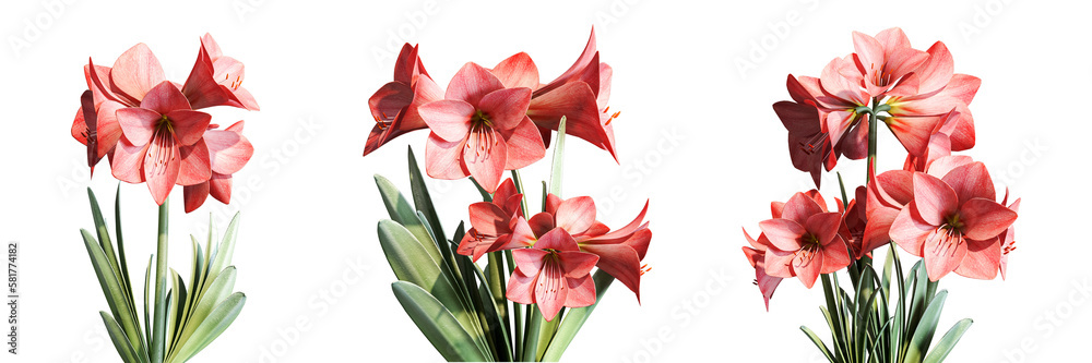 Isolated Amaryllis flowers on white background Isolated Amaryllis flowers on white background