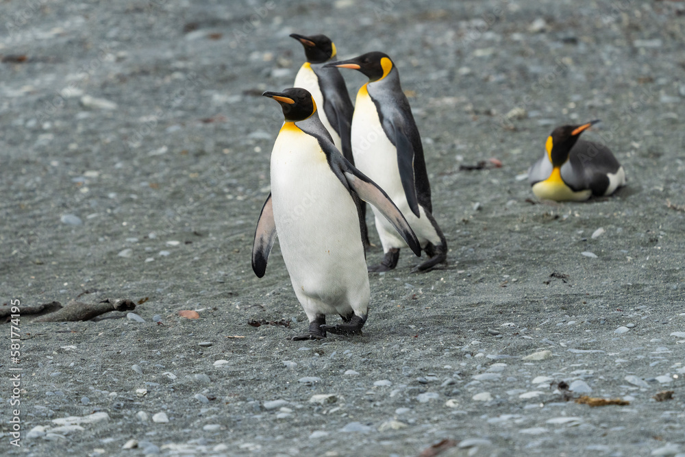 Fototapeta premium king penguins on the beach