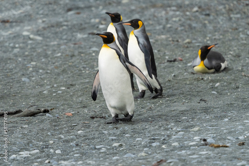 king penguins on the beach