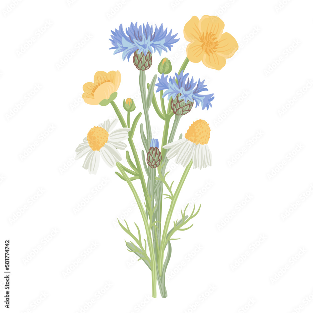 bouquet of blue cornflowers, yellow buttercups and wild chamomiles, field flowers, vector drawing wild plants at white background, floral elements, hand drawn botanical illustration bouquet of blue cornflowers, yellow buttercups and wild chamomiles, field flowers, vector drawing wild plants at white background, floral elements, hand drawn botanical illustration