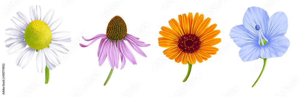 drawing realistic flowers isolated at at white background, calendula, white daisy, echinacea and blue flax, hand drawn illustration,floral design elements - obrazy, fototapety, plakaty 