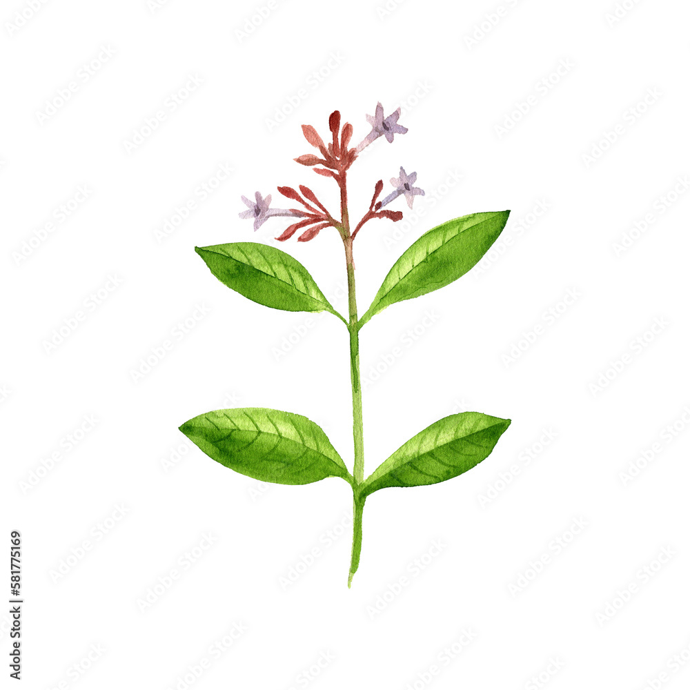 watercolor drawing flower of Indian snakeroot, devil pepper, serpentine wood, Rauvolfia serpentina, herb of traditional chinese medicine, hand drawn illustration watercolor drawing flower of Indian snakeroot, devil pepper, serpentine wood, Rauvolfia serpentina, herb of traditional chinese medicine, hand drawn illustration