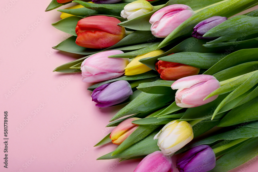Beautiful colorful tulips on pale pink background