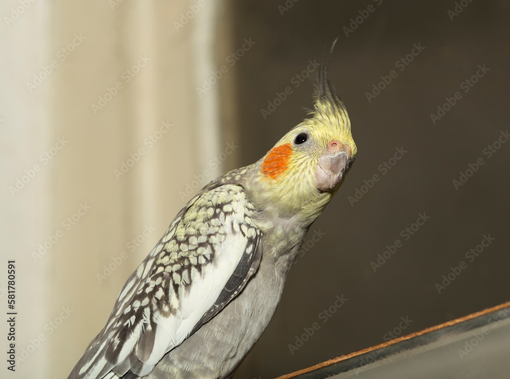 Φωτογραφία The Female cockatiel  (Nymphicus hollandicus), also known as weiro, or quarrion