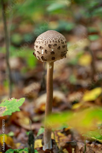 Mushrooms in shady forest