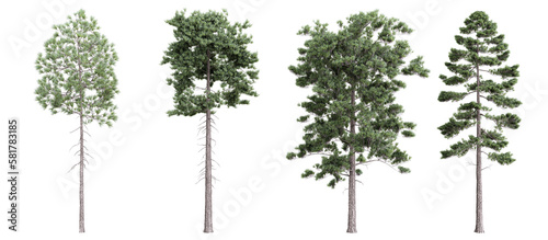 Tree pinus ponderosa on transparent background.3d rendering PNG Set