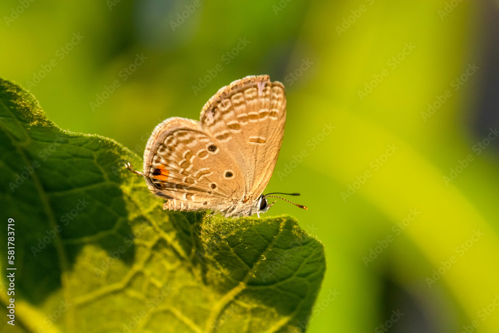 small butterfly perched on flowers and leaves small butterfly perched on flowers and leaves