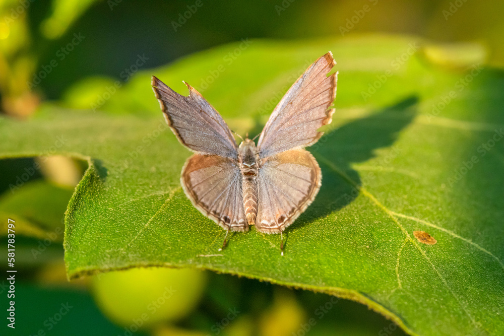 Fototapeta premium small butterfly perched on flowers and leaves