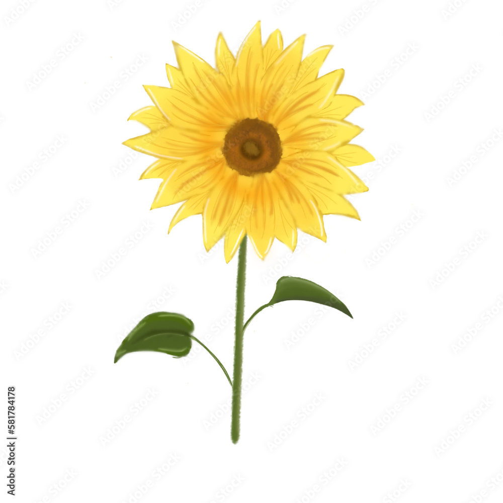 Obraz premium sunflower