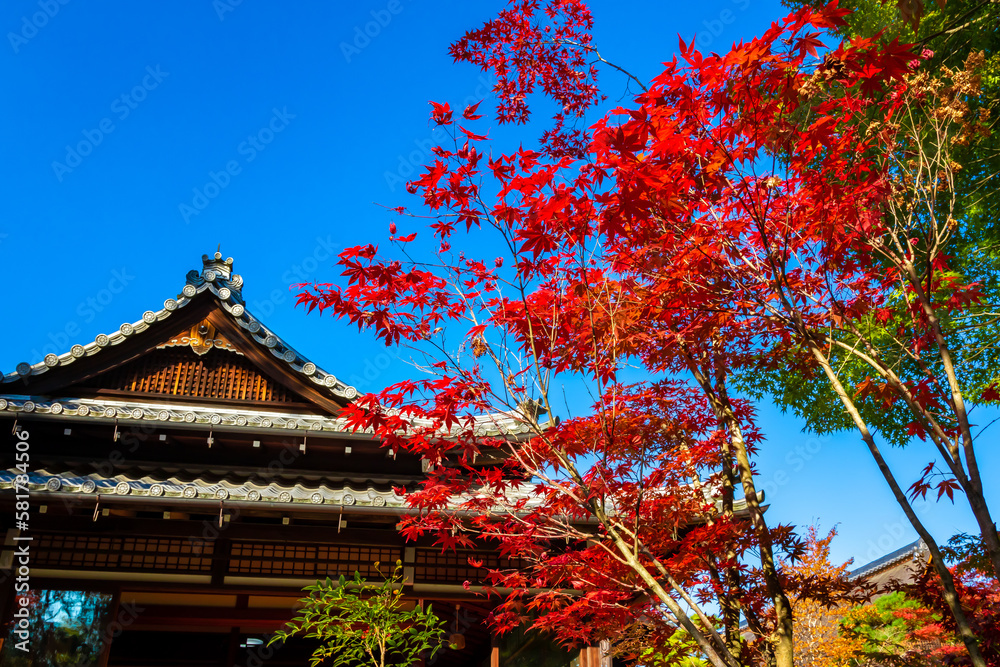 秋の京都・南禅寺の天授庵で見た、真っ赤な紅葉と快晴の青空