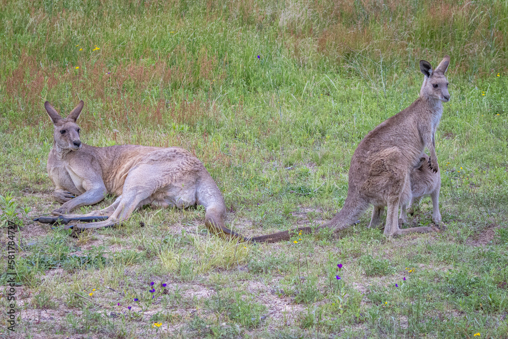 Kangaroos with joey (Macropodidae), Australia Kangaroos with joey (Macropodidae), Australia