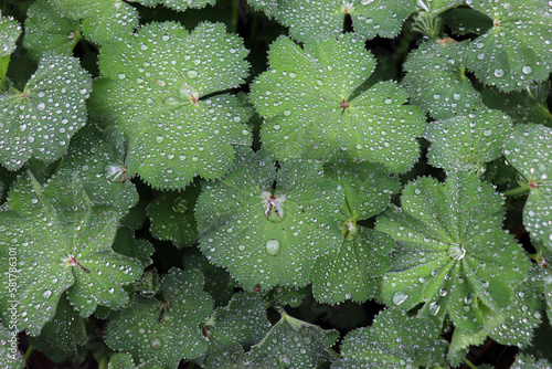 Obraz na płótnie Close-up of raindrops on a leaf of the alchemy mollis plant