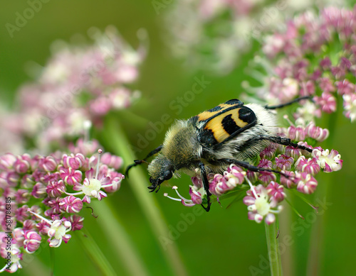 Spotted beetle, Trichius fasciatus, harmless insect. A beetle on a meadow flower from the order of beetles from the family of the Notchidae. photo