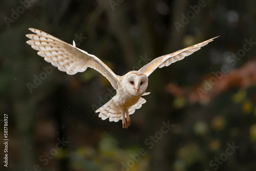 Flying Barn owl (Tyto alba) in flight, hunting. Autumn background. Noord Brabant in the Netherlands.                     