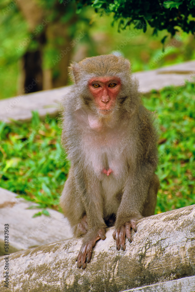 Monkeys at the LinUng Buddhist Temple on the Seoncha Peninsula near Da Nang, Vietnam. Monkeys at the LinUng Buddhist Temple on the Seoncha Peninsula near Da Nang, Vietnam.
