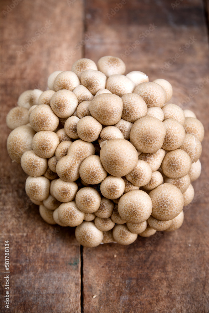 Shimeji brown beech mushroom Shimeji brown beech mushroom