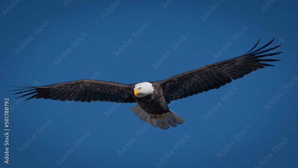 Naklejka premium Bald Eagle in Flight against a blue sky
