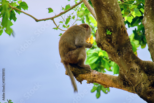 Monkeys at the LinUng Buddhist Temple on the Seoncha Peninsula near Da Nang, Vietnam.