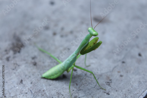 Defocused image of a locust