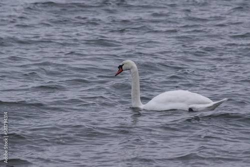 Fototapeta Naklejka Na Ścianę i Meble -  swan on the lake